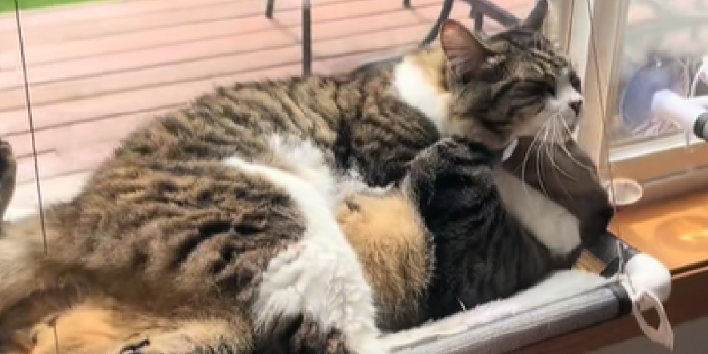Katte, Cat, Cats, Kat