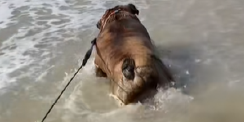 Bulldog, Fransk, Hund, Dog, Strand