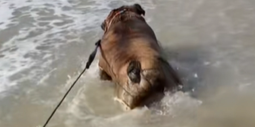Fra nysgerrig til ekstatisk: Bulldog oplever strandens magi for allerførste gang