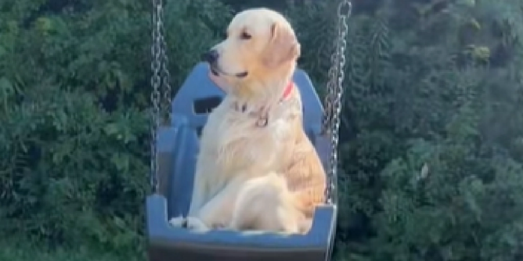 Fra bold til gynge: Golden Retriever viser, hvorfor han er den sjoveste ven på legepladsen