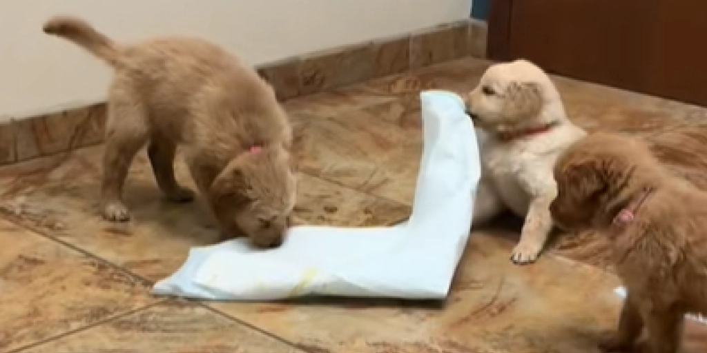Hvalpealarm hos dyrlægen: 8 Golden Retrievere gør ventestuen til et kærligt cirkus