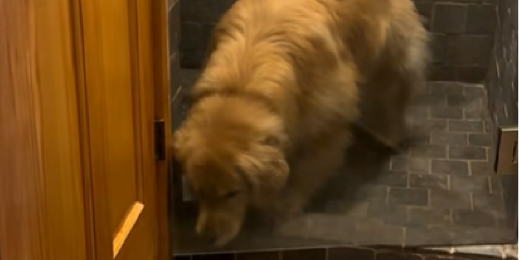 Golden retriever låser sig selv inde i bruseren: Det han gør bagefter får alle til at grine