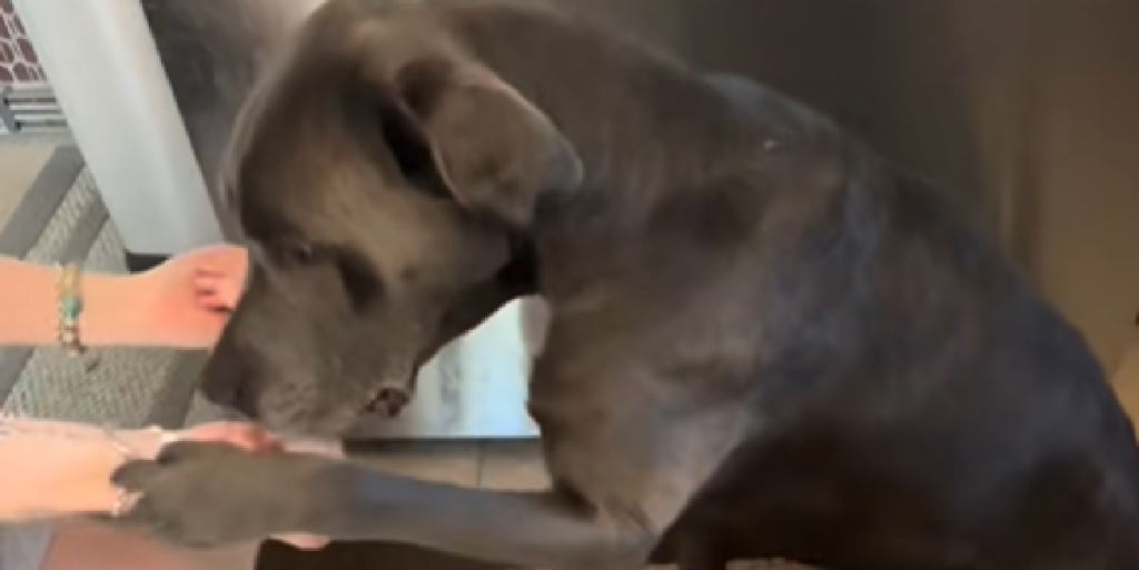 Hund tvinger ejer til at slukke for kameraet: Da det ikke lykkedes tog han vildere metoder i brug