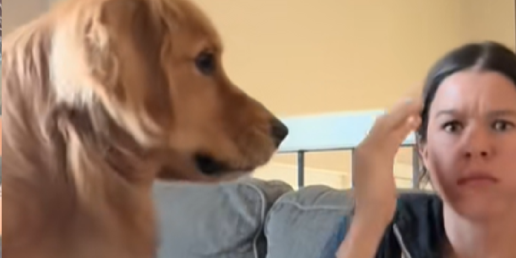 Golden retriever vil ikke lade sin mor tage en bid af maden alene: Se den morsomme video her