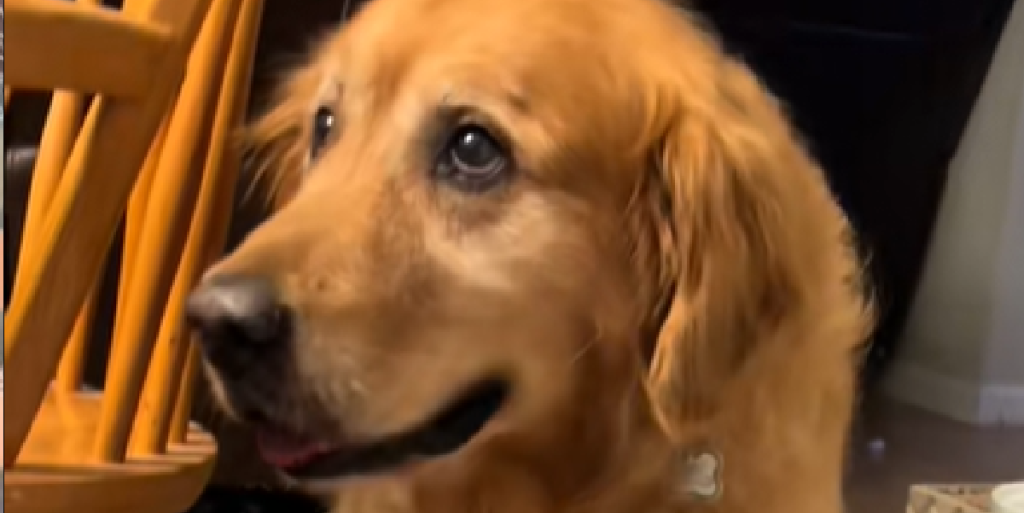 Golden retriever får pizza i fødselsdagsgave: Få sekunder senere sker det ingen troede ville ske