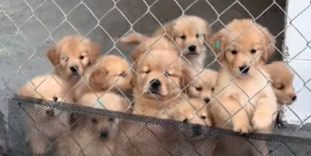 Golden retriever-hvalp fanget i overraskende video: Da den åbner munden og snakker sidder alle måbende tilbage