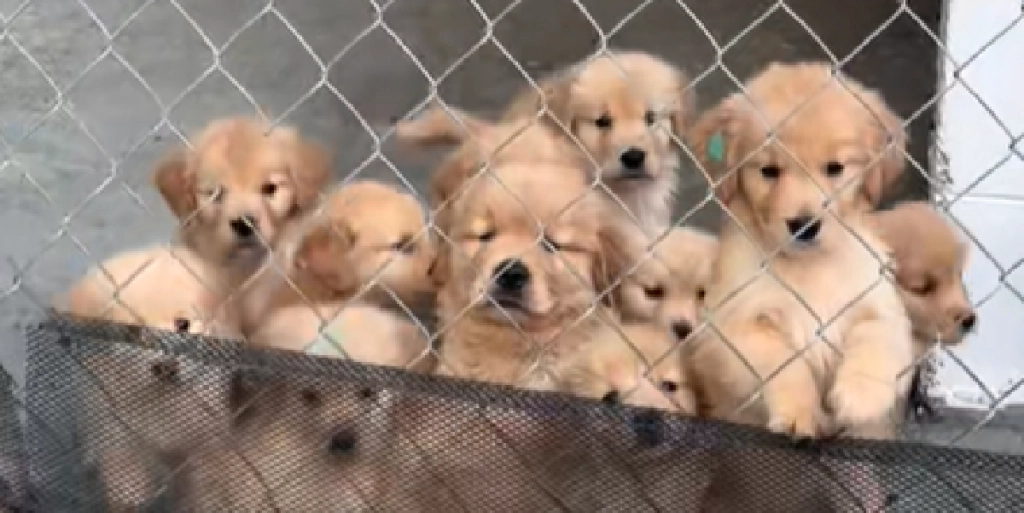 Golden retriever-hvalp fanget i overraskende video: Da den åbner munden og snakker sidder alle måbende tilbage