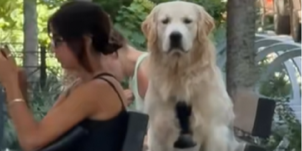 To golden retrievere skinner op som et lyskryds, da de fanger hinandens blik i naturen: Minutter senere sker så det, kun få troede, der ville ske