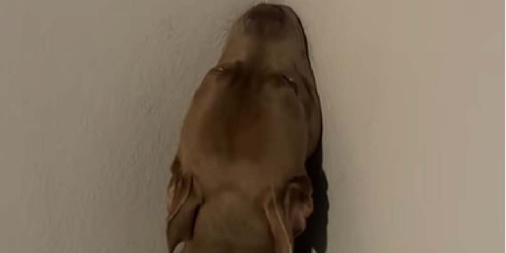 Hund