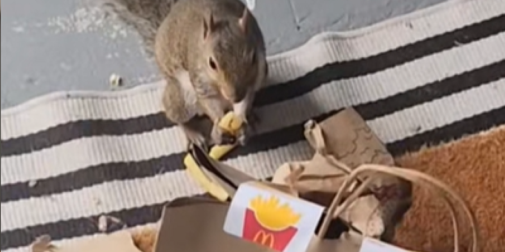 Uventet McDonald’s-gæst pludselig på besøg: Du tror ikke dine egne øjne, når du ser “gæsten” sidde med poterne i maden