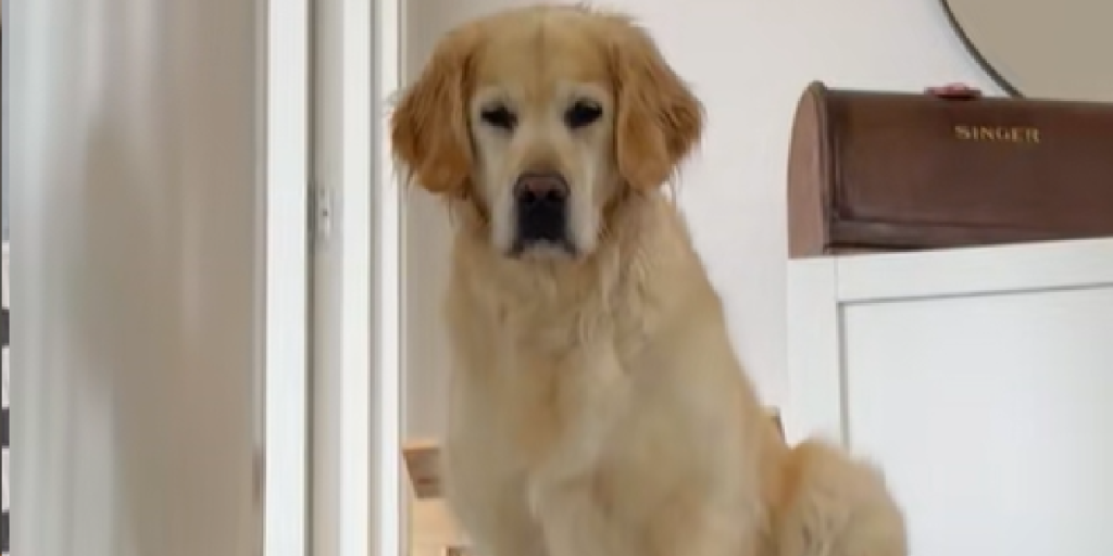 Uskyldig golden retriever fanget på kamera: viser hvordan du brugt dine trapper forkert hele livet