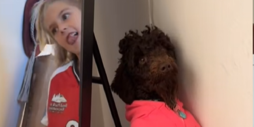 Knust goldendoodle chokerer alle: du vil ikke tro reaktionen da den nægtes adgang til en særlig aktivitet