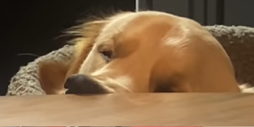 Uskyldig golden retriever fanget på kamera: du vil ikke tro hvad der sker midt under middagen