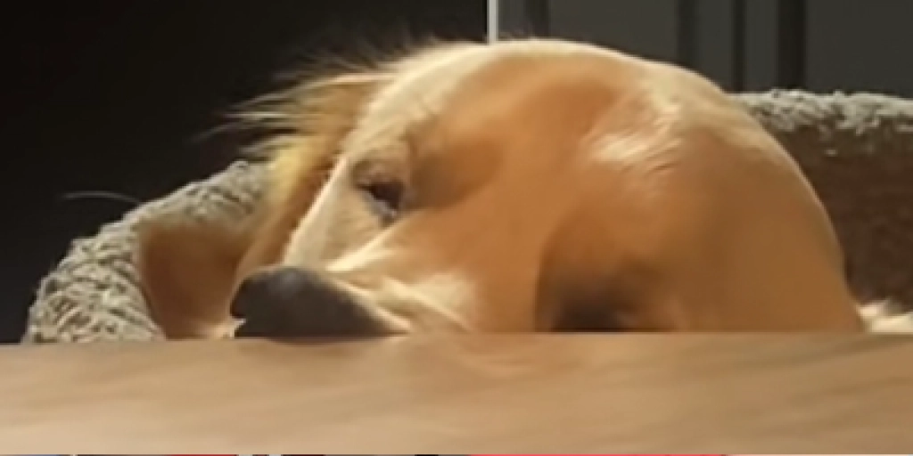 Uskyldig golden retriever fanget på kamera: du vil ikke tro hvad der sker midt under middagen