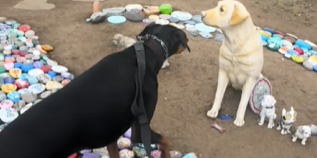 Doberman står måbende tilbage: Reaktionen vil overraske dig