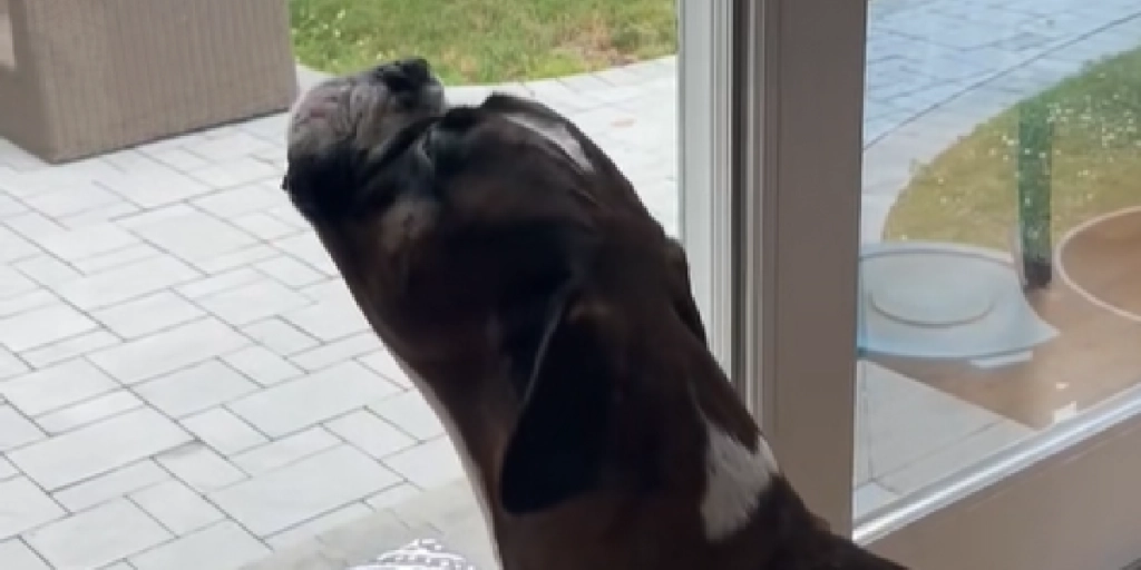 Boxer, hund,