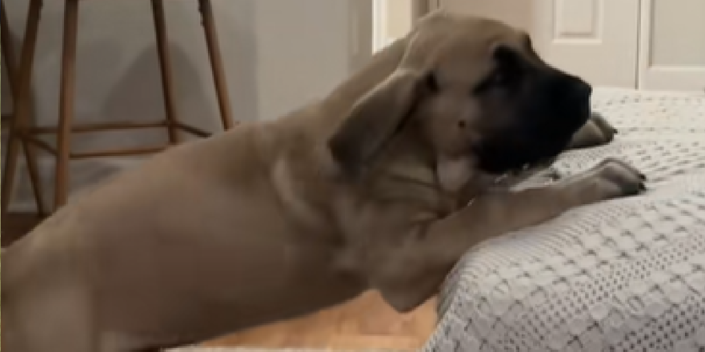 Mastiff, Hvalp, Sofa