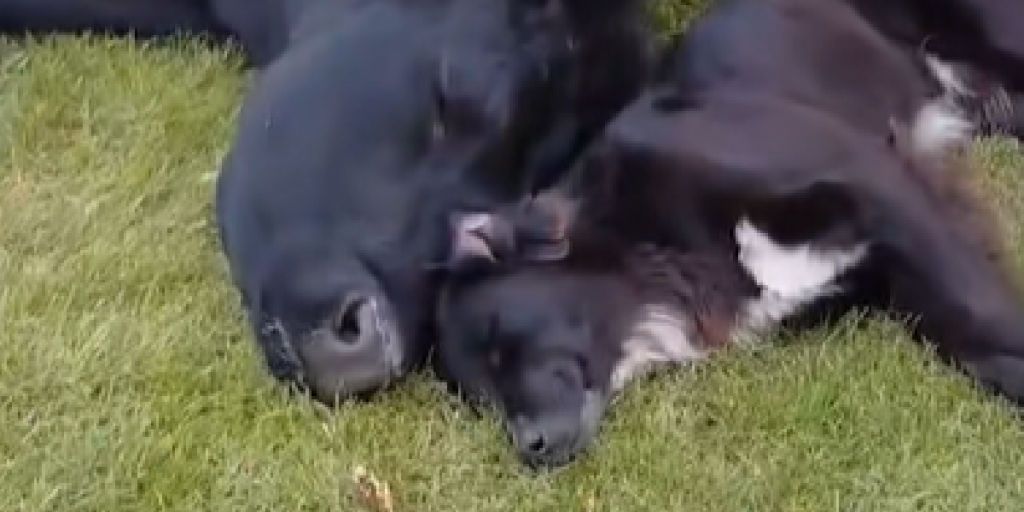Collie finder usædvanlig bedsteven på marken: Videoen af duoen smelter hjerter online