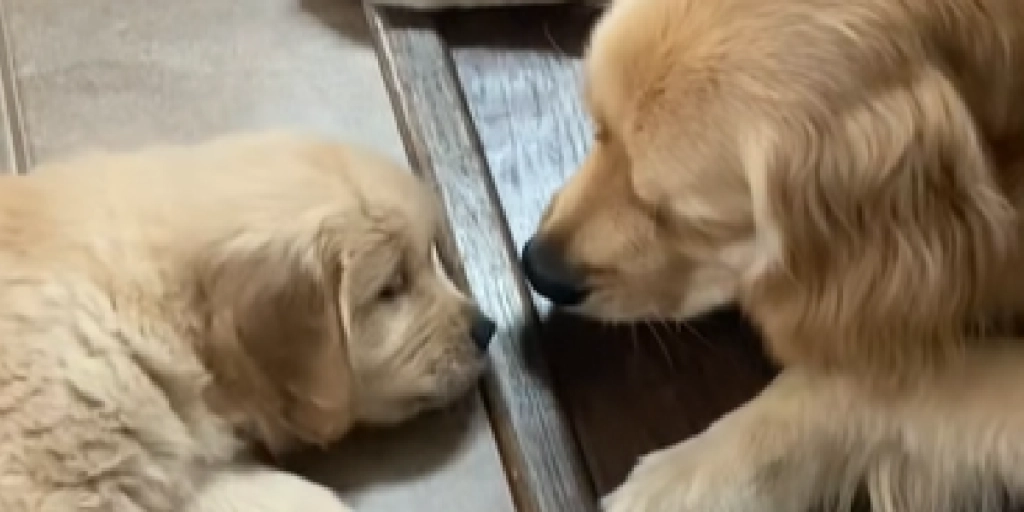 Hundehvalp, Hund, Golden retriever