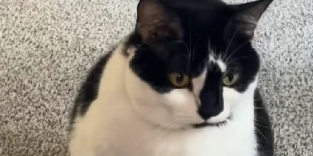 Når katten mister tålmodigheden: Hendes hikke-opgør er blevet internettets yndlingsklip