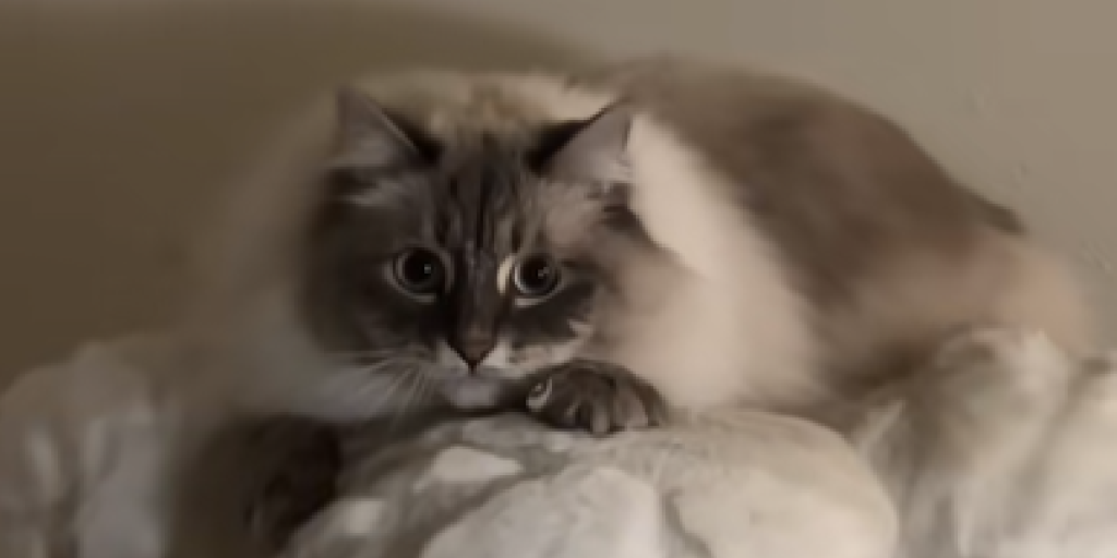 Siberisk kat, kat, Cat