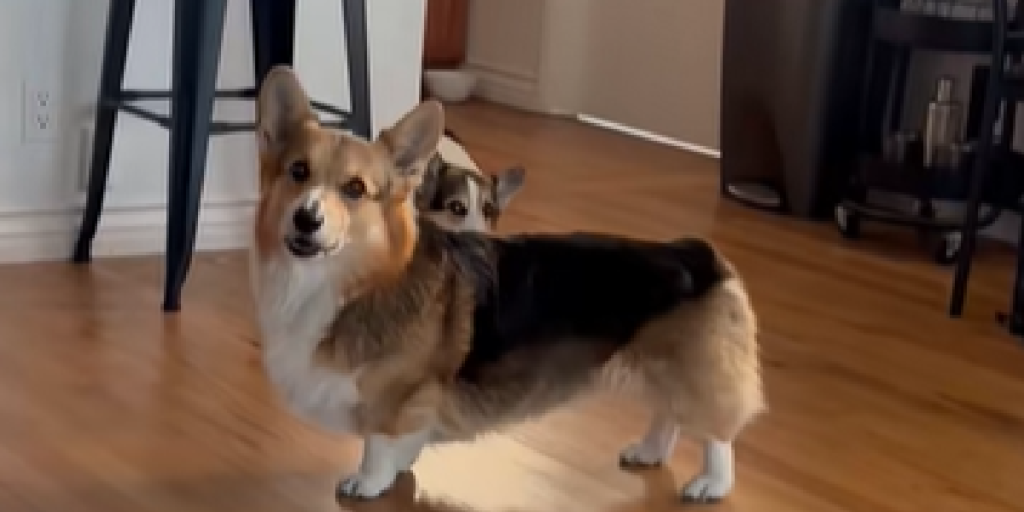 Corgi, Hund,