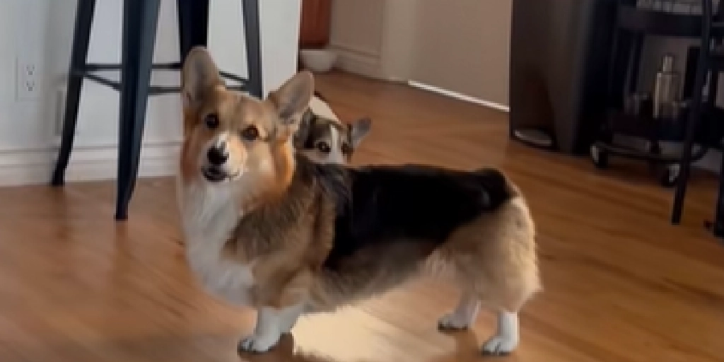 Corgi, Hund,