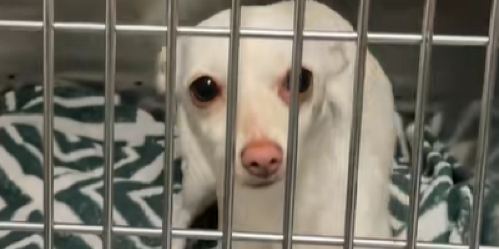 Nuttet hund gør noget sjældent, når den bliver begejstret: Du vil ikke tro dine egne øjne, når du ser hvad det er