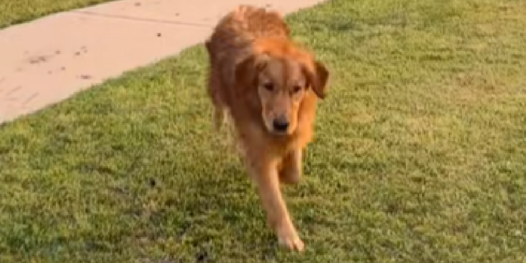 Hund, Golden