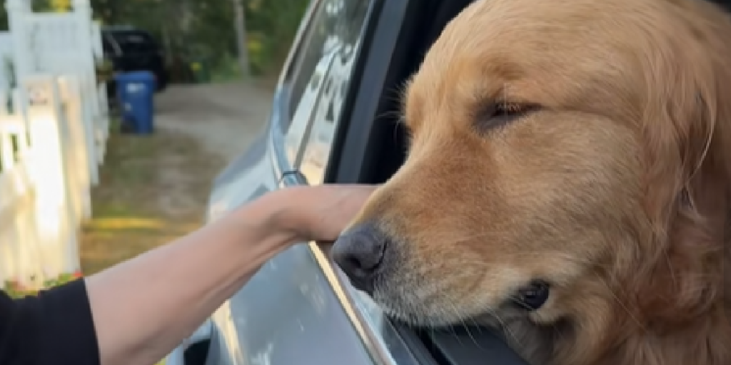 Se golden retrieverens reaktion, da den må vinke farvel til mormor: Det er umuligt ikke at græde