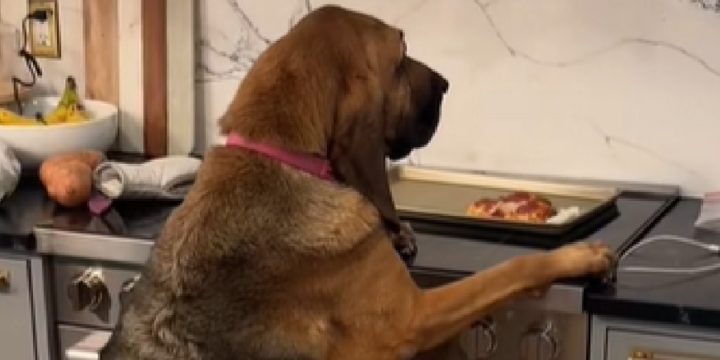 Hunden blev fanget på fersk gerning: Folk bryder ud i latter, når de ser hundens reaktion