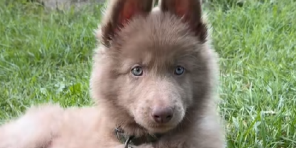 Internettet er forelsket: Super-sjælden “Isabella” schæferhund viser magiske blå øjne