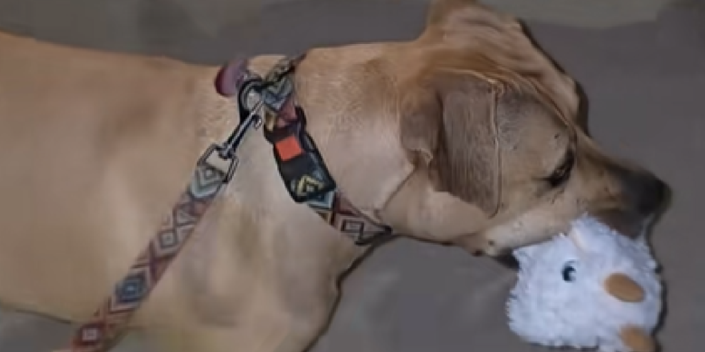 Hund, Pitbull