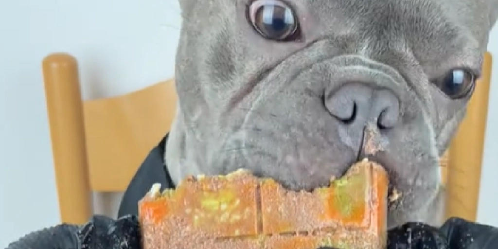 Mars kunne ikke lade være: Bulldog snupper bid af hjemmelavet “chokoladebar”