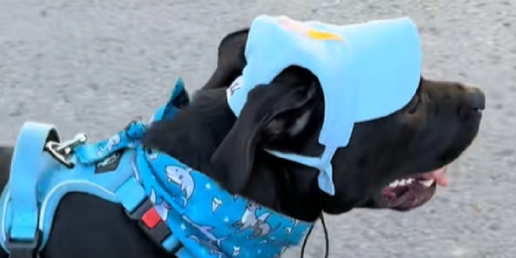 Hund, Hundehvalp, Hat, Bandana