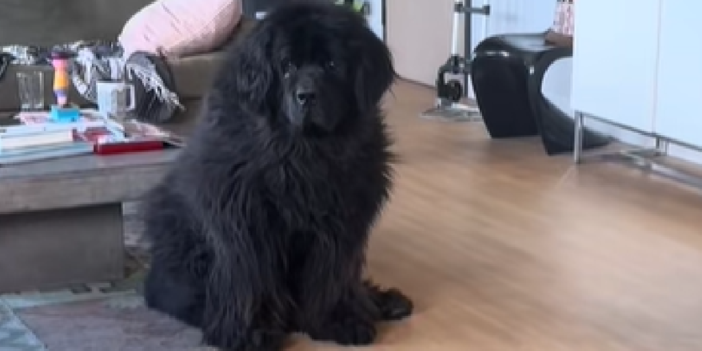 Hund, Stor sort hund