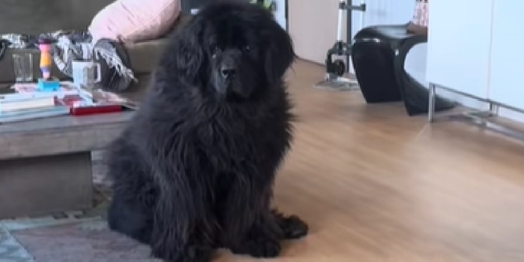 Hund, Stor sort hund