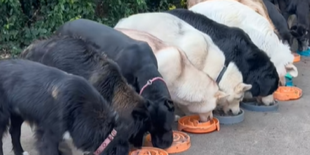 15 hunde spiser, Hunde spiser, Hunde