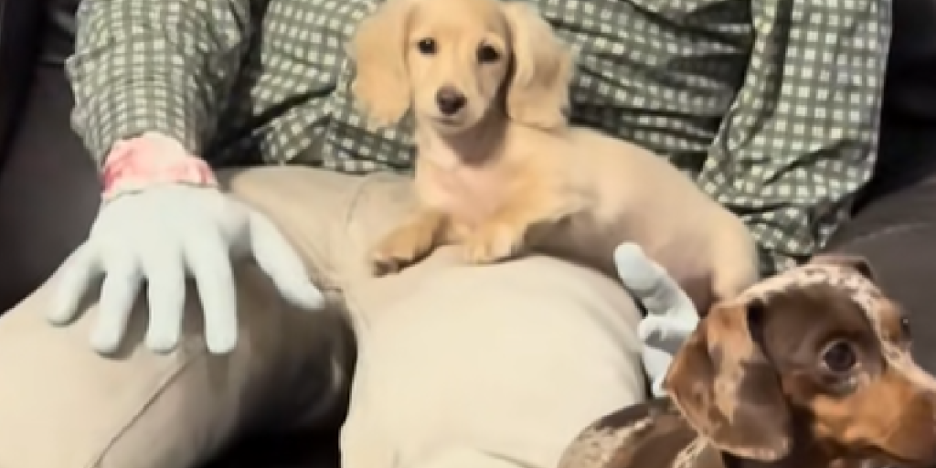 Gravhund