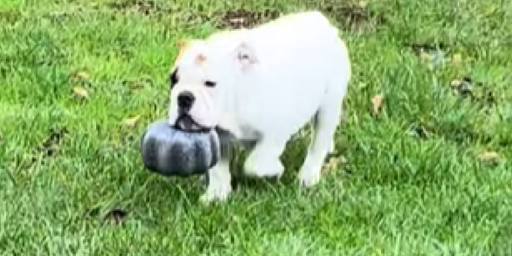 Hund, Græskar