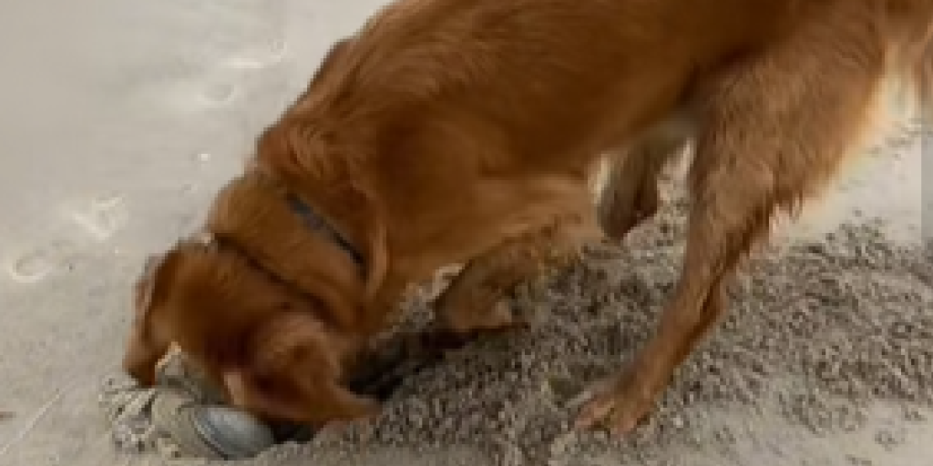 Hund, Strand, Graver