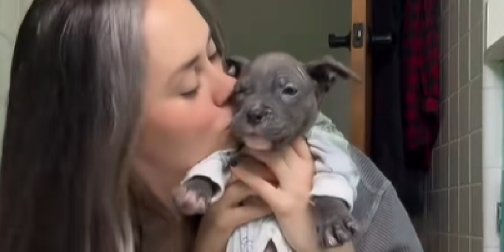 Hundehvalp, Hvalp, Hund, Pyjamas