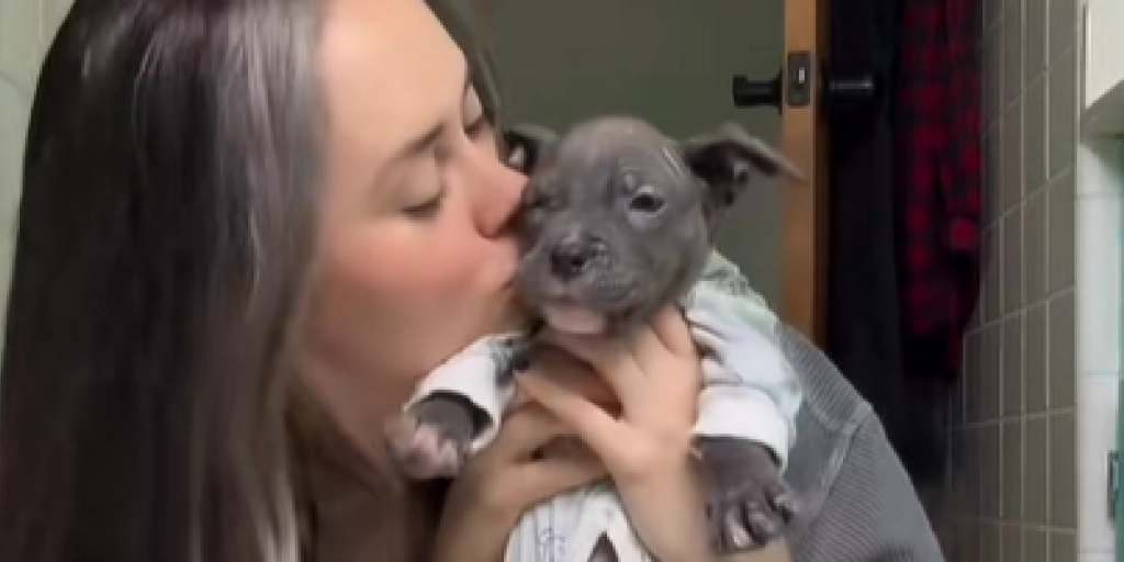 Hundehvalp, Hvalp, Hund, Pyjamas