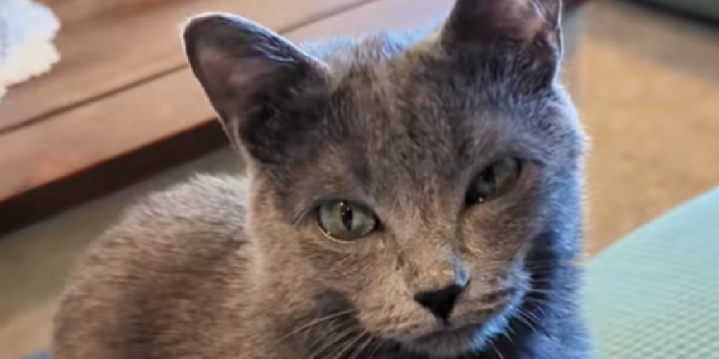 Grå-kat, Kat