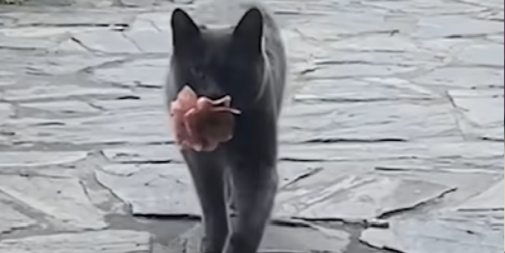 kat