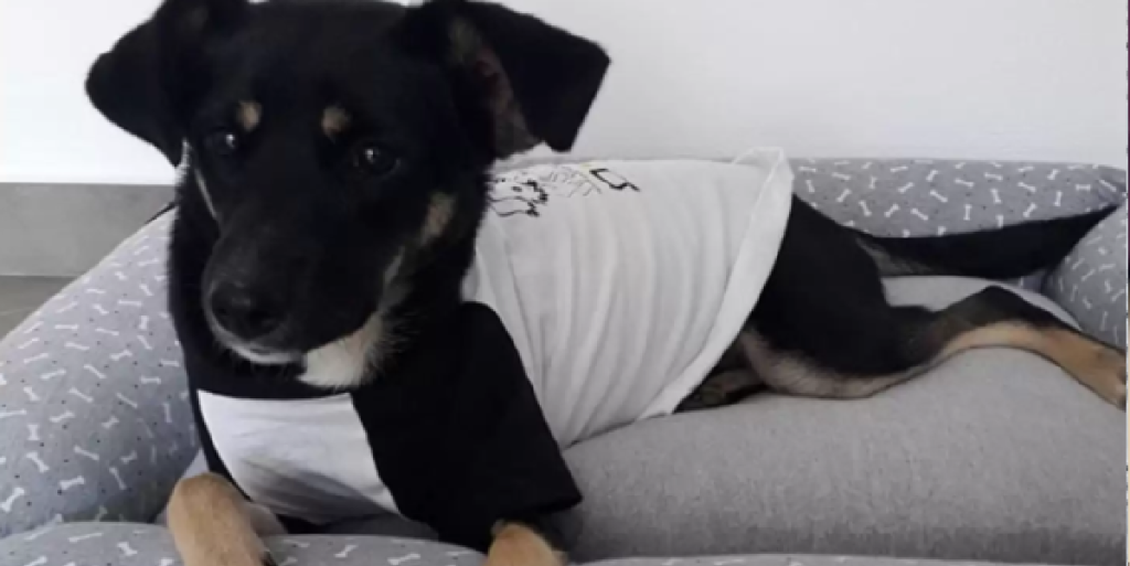 Sød hund