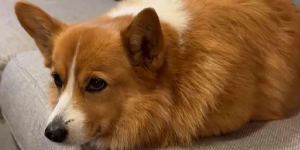Hund