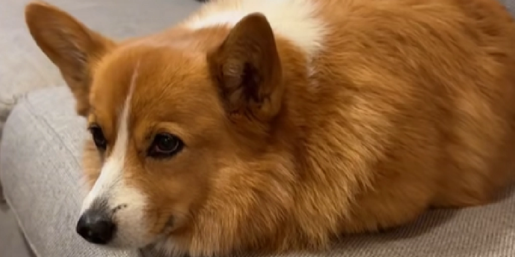 Golden Retriever på efterligningstogt: Finder den sødeste vane hos sin Corgi-søster
