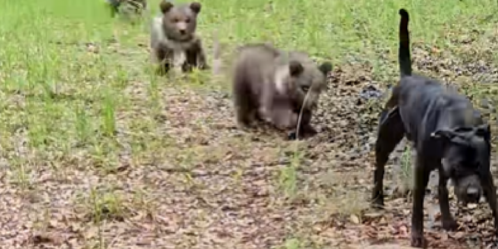 Bjørn, Bjørne, Hund, Dog, Bear