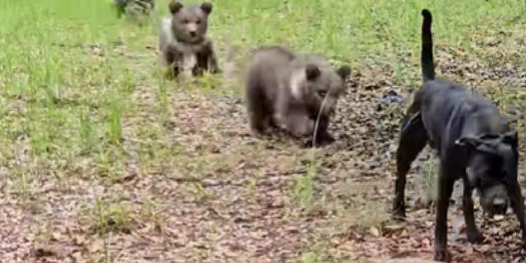 Ingen troede deres øjne: Video af bjørneunger og hund spreder uro og fascination